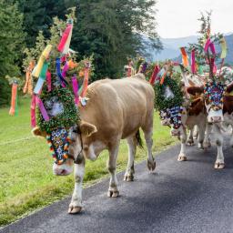 Einzelzimmer für 1 Person - Almabtrieb 16.09. - 19.09.27, Bu.Nr. 467