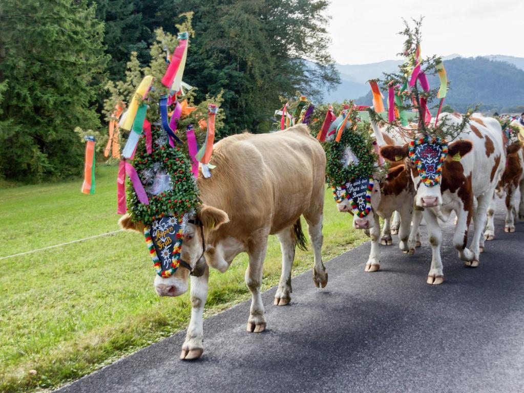 geschmückte Kühe beim Almabtrieb