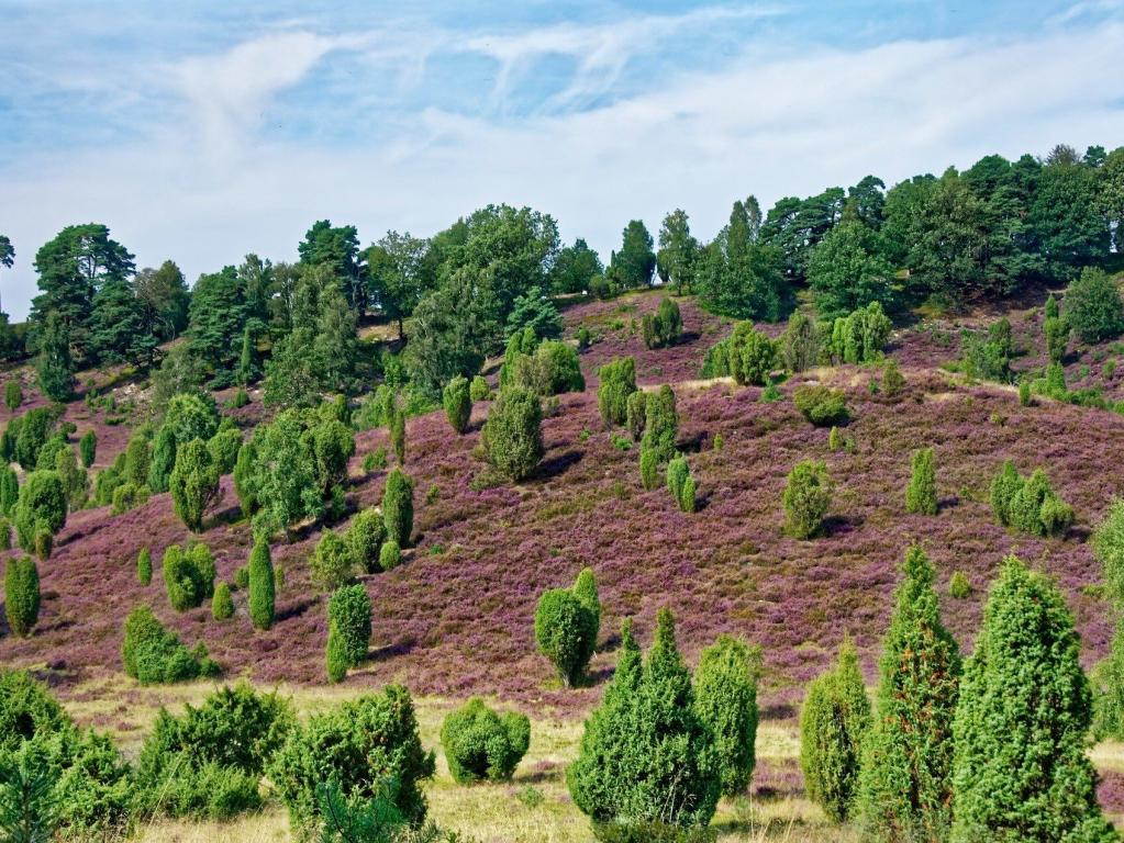 Lila Heidekraut mit Bäumen in der Lüneburger Heide