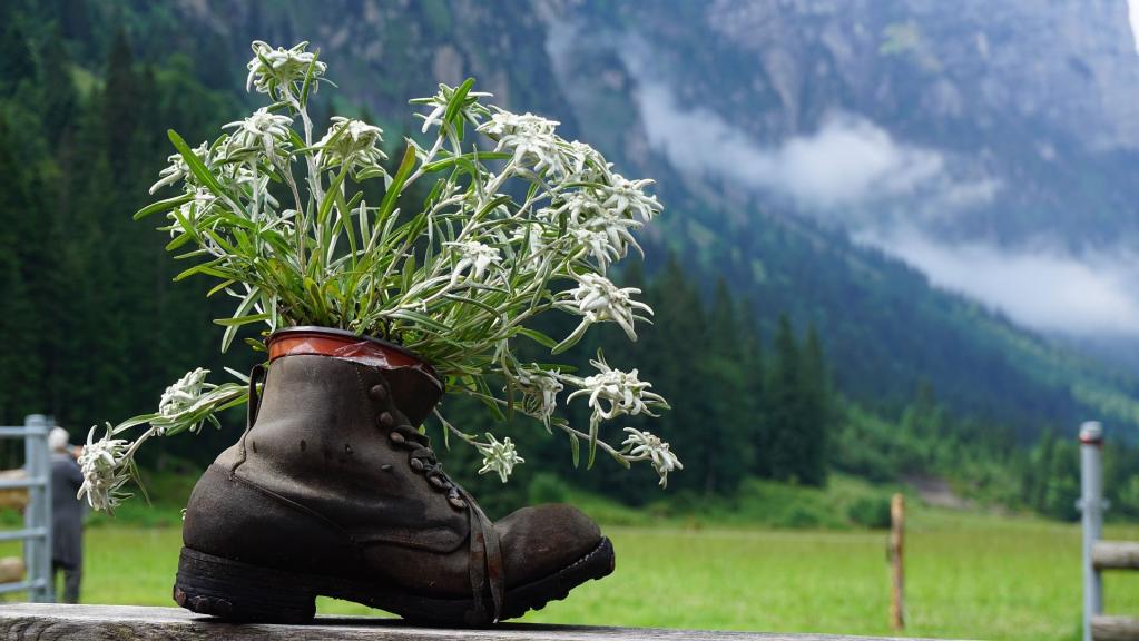 Schuh mit Enzianblüte vor Bergen und Wiesen