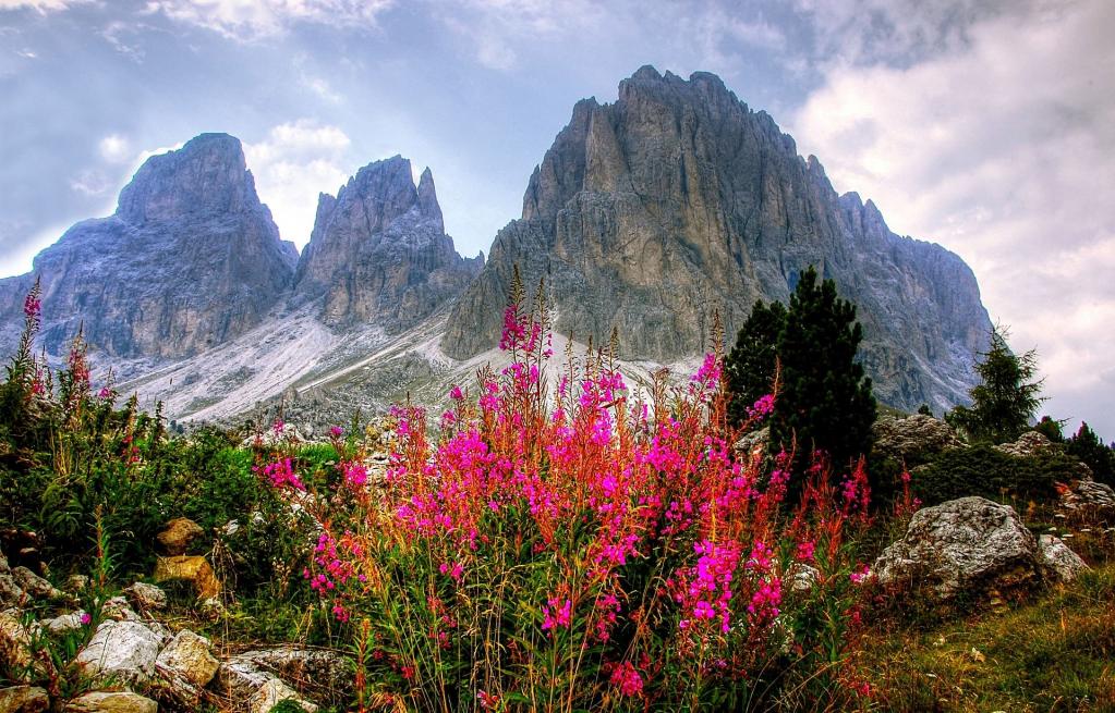 Dolomiten mit roten Blumen vorne im Bild