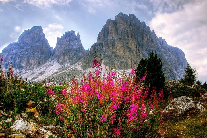 Dolomiten mit roten Blumen vorne im Bild