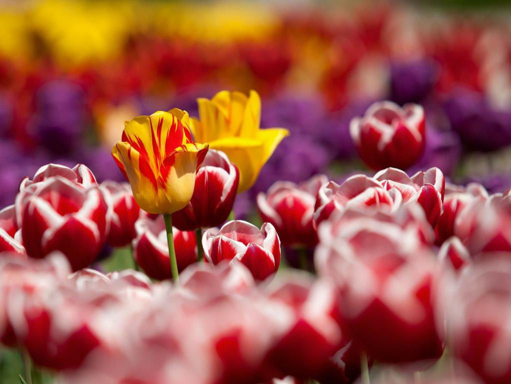 Tulpen
