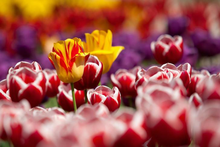 Tulpen